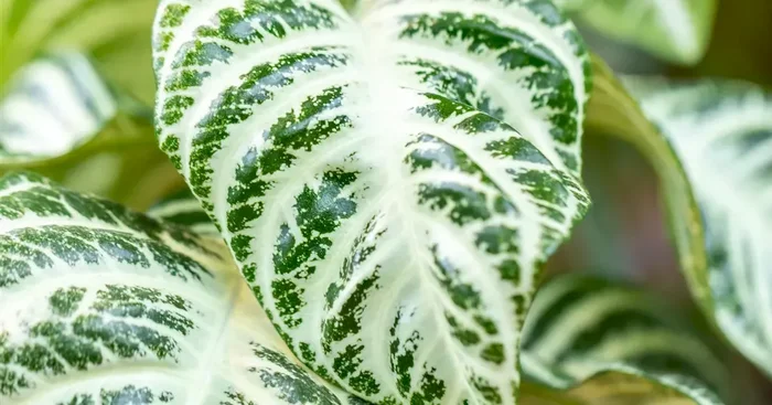 Aphelandra white wash