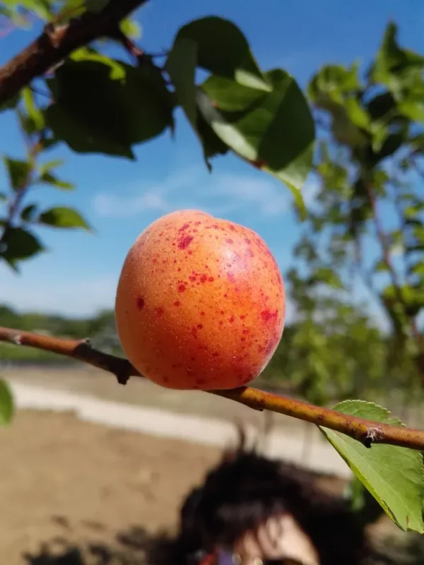 Aprikose ‚Bergeron‘