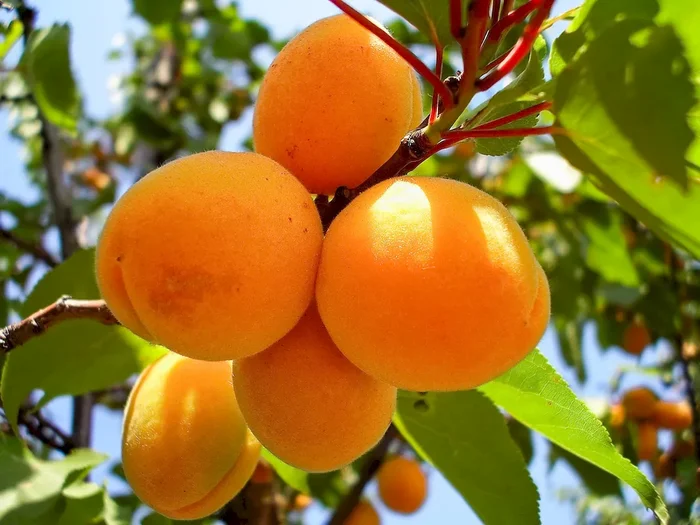 Aprikose ‚Early Orange‘ – Buschbaum Myrobalane
