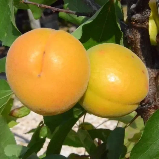 Aprikose Frühe aus Morden