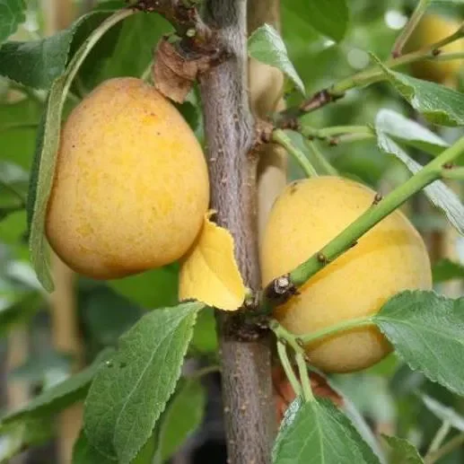Aprimira (S) Buschbaum