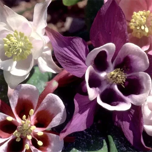 Aquilegia Mixed Species, Cultivars And Forms