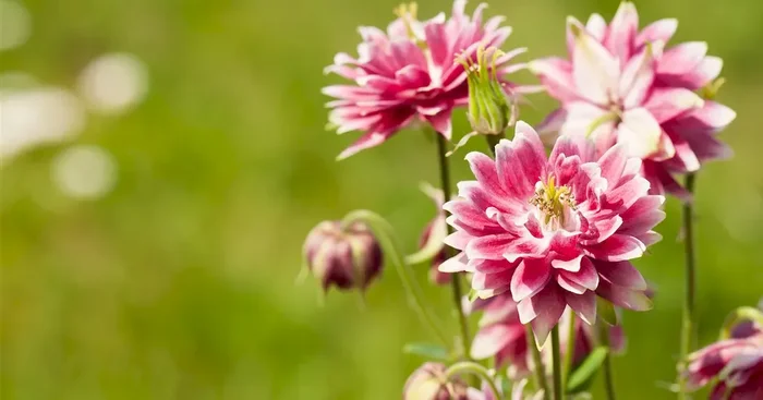 Aquilegia x cultorum ‚Nora Barlow‘