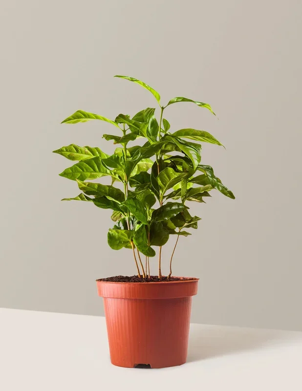 Arabica Coffee Plant