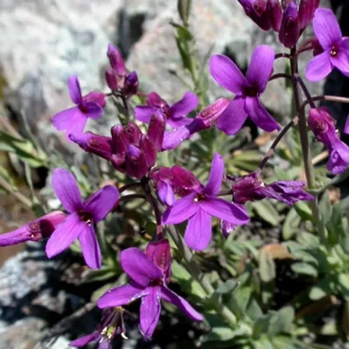 Arabis Koehleri