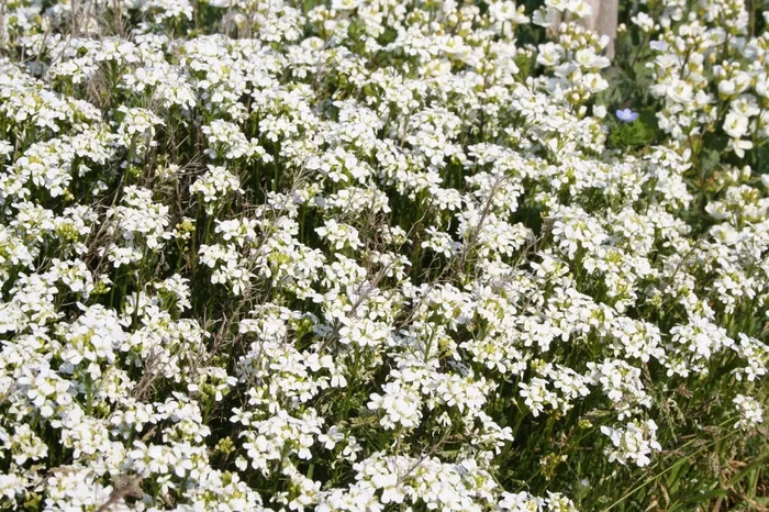 Arabis procurrens ‚Neuschnee‘ (Gänsekresse)