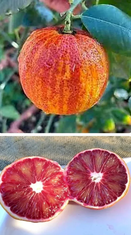 Arancio Arcobal frutto bicolor 40 cm5