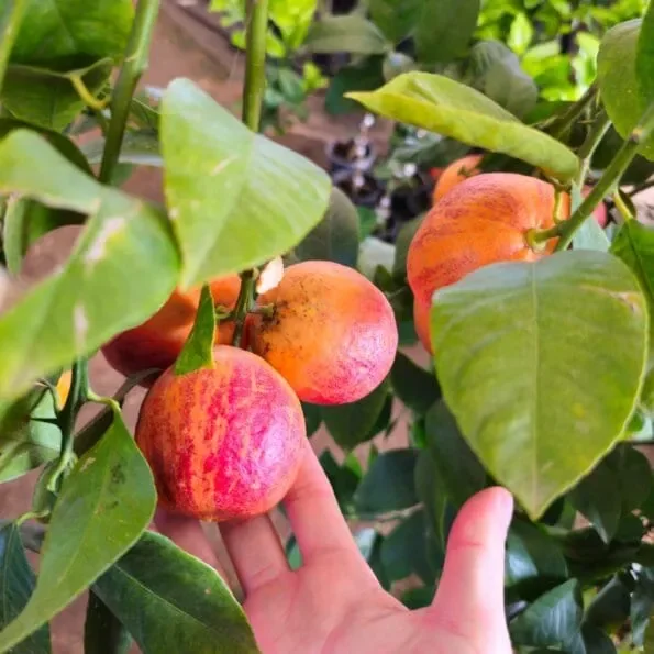 Arancio Arcobal Pianta di agrumi in frutto mastello 150 cm di altezza foto reale