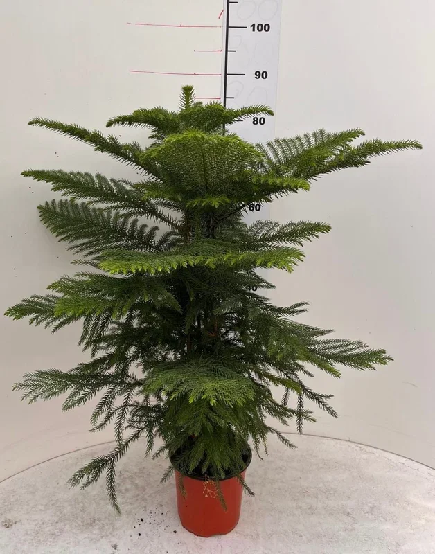 Araucaria Hawaii 80-100 cm – Exotische Zimmerpflanze – Dein grüner Blickfang im Wohnzimmer