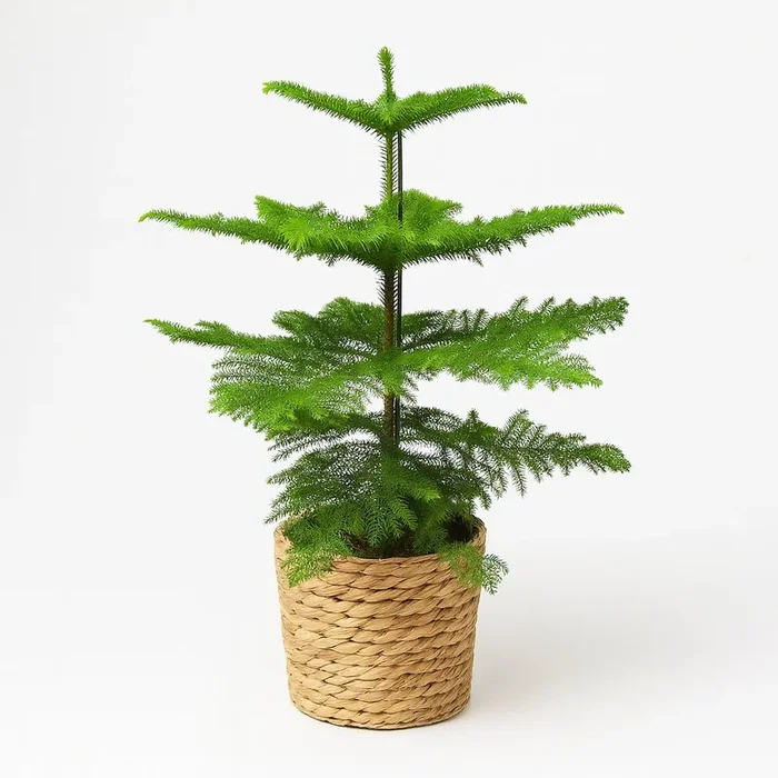Araucaria Heterophylla – 70cm