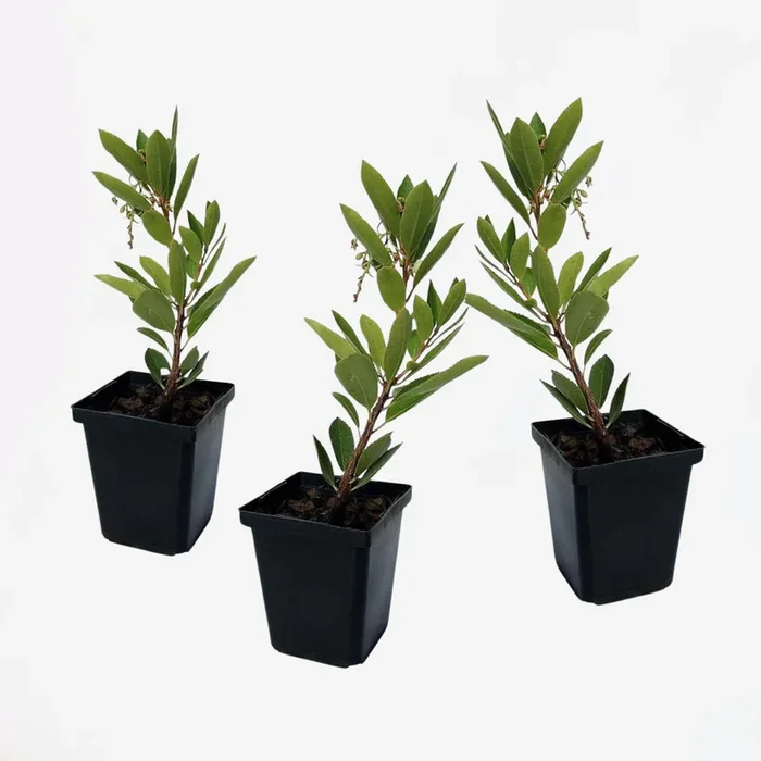 Arbutus Unedo – Set of 3 – Strawberry Tree