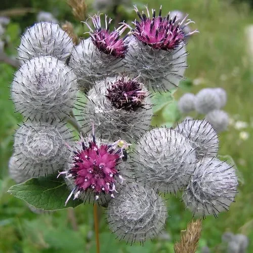 Arctium Lappa – „Burdock“