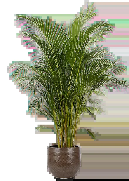 Areca Palme (Goldfruchtpalme) (XL)