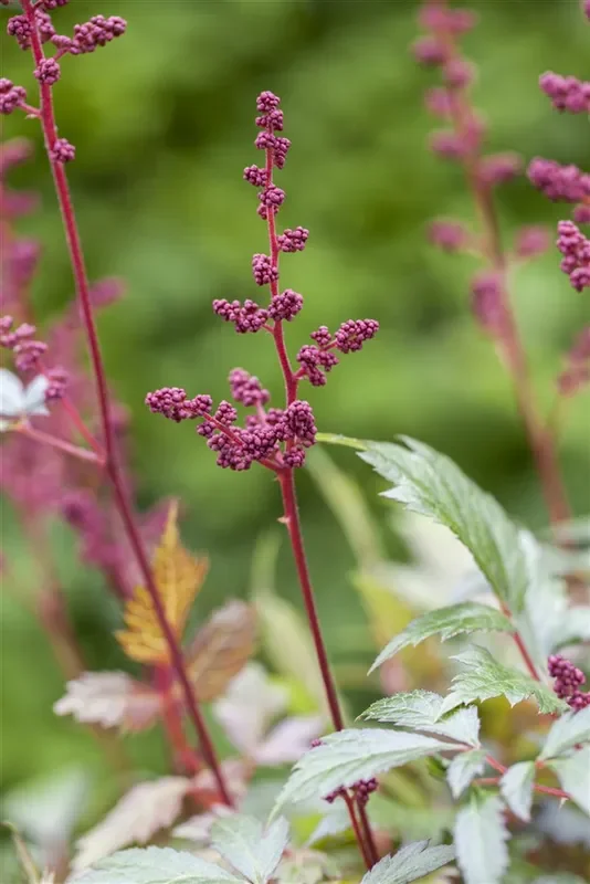 Arends Garten-Prachtspiere ‚Fanal‘
