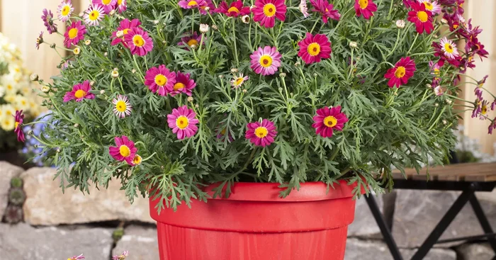 Argyranthemum frutescens, rot${2}