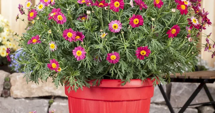 Argyranthemum Margarita