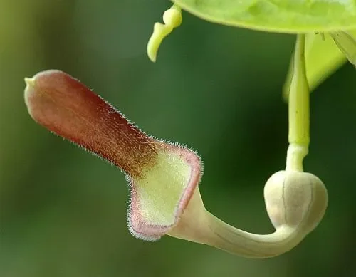 Aristolochia tagala
