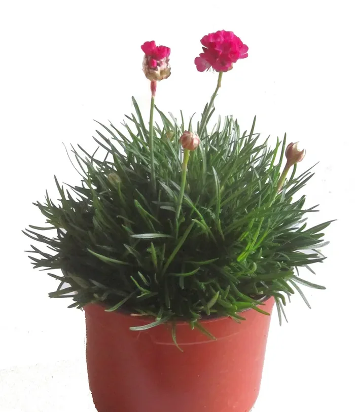 Armeria maritima rosa – Grasnelke