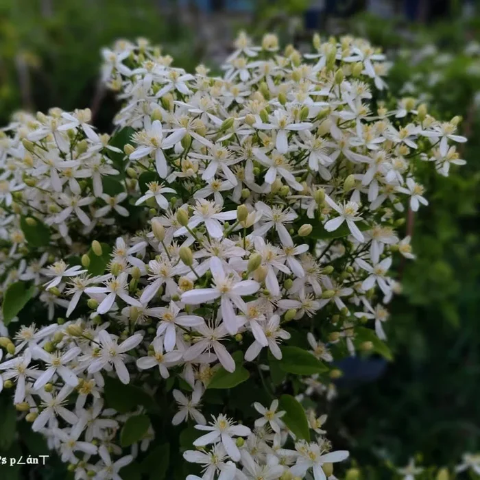 Aromatic Jui | Jasmine Flower Plant- White