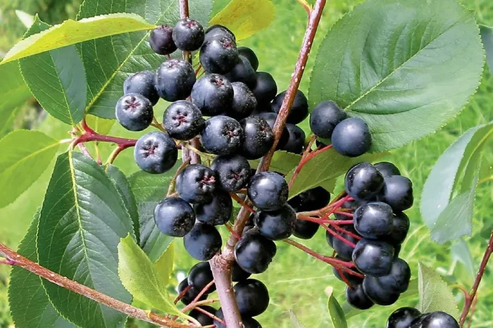 Aronia melanocarpa ‚Viking‘ (Apfelbeere)