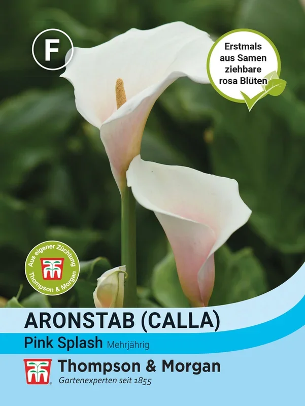 Aronstab (Calla) Pink Splash