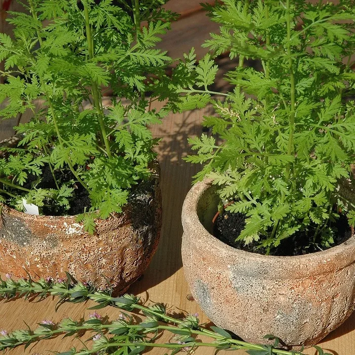 Artemisia annua