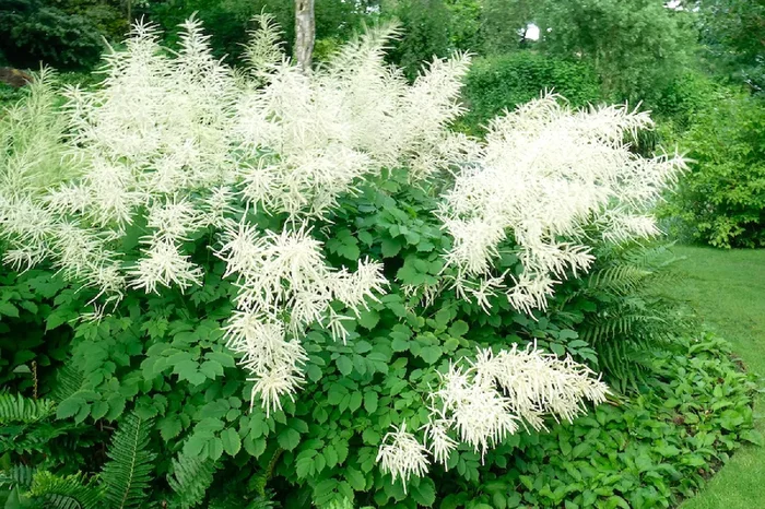 Aruncus dioicus (Hoher Wald-Geißbart)