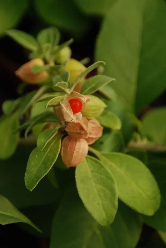 Ashvaganda – Withania somnifera