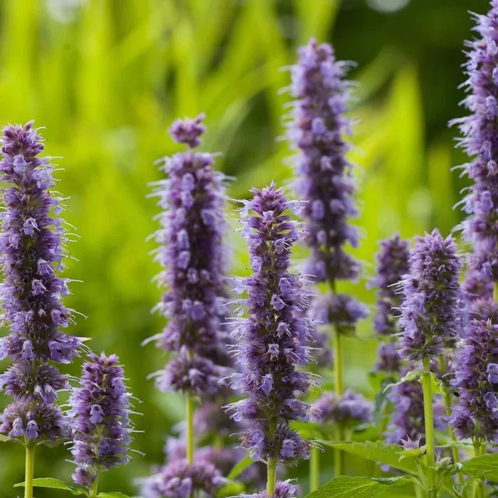 Asiatische Duftnessel ‚Blue Fortune‘