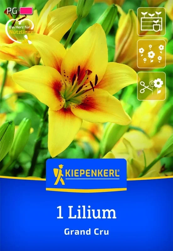 Asiatische Lilie Grand Cru, 1 Stück, Herbstblumenzwiebeln Kiepenkerl