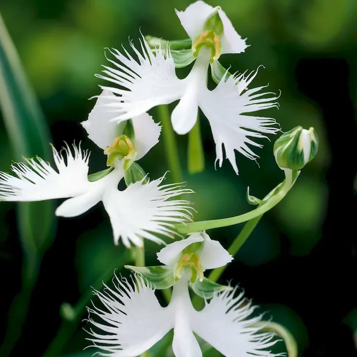 Asiatische weiße Vogelblume Habenaria radiata – Bestellnummer 5500665