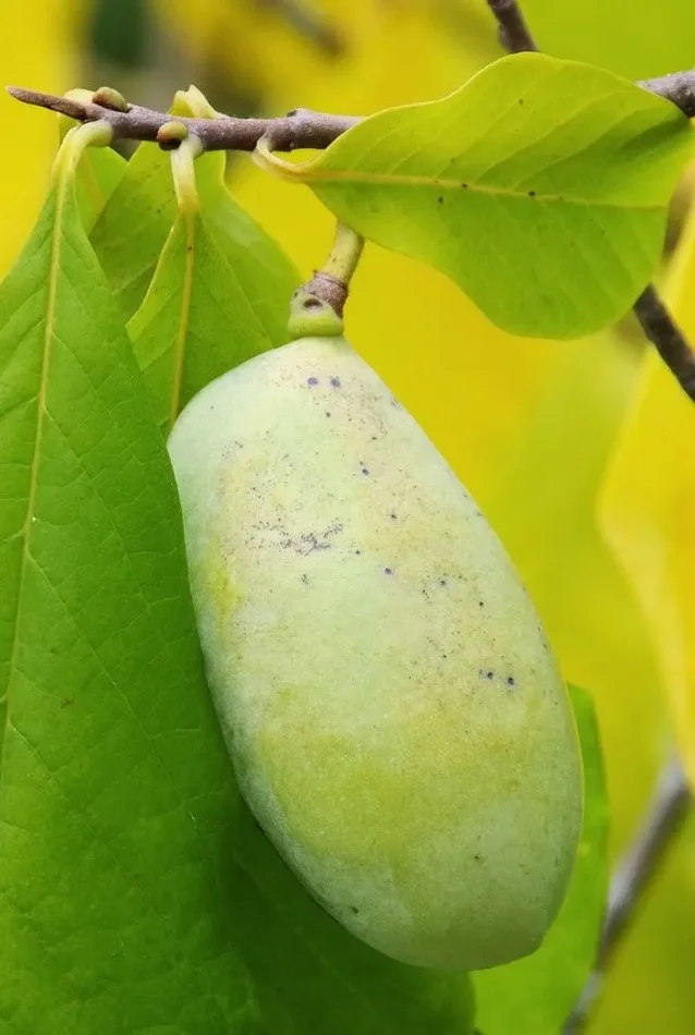 Asimina triloba Sweet Alice – Indianerbanane – Pawpaw