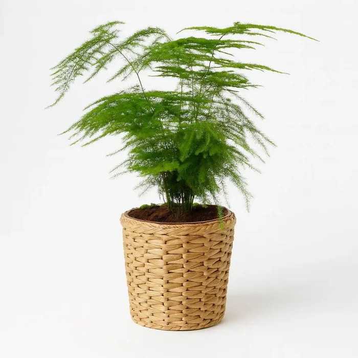Asparagus Setaceus – 28cm