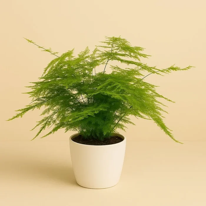 Asparagus Setaceus – 45cm