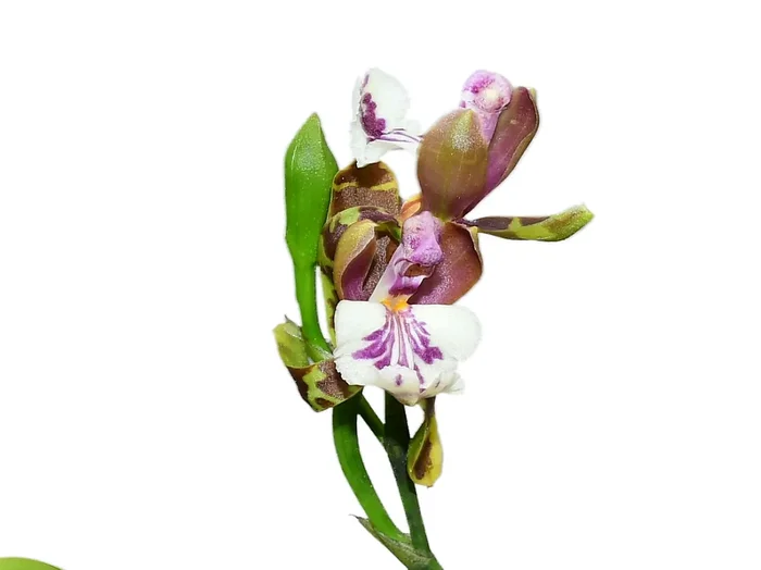 Aspasia epidendroides