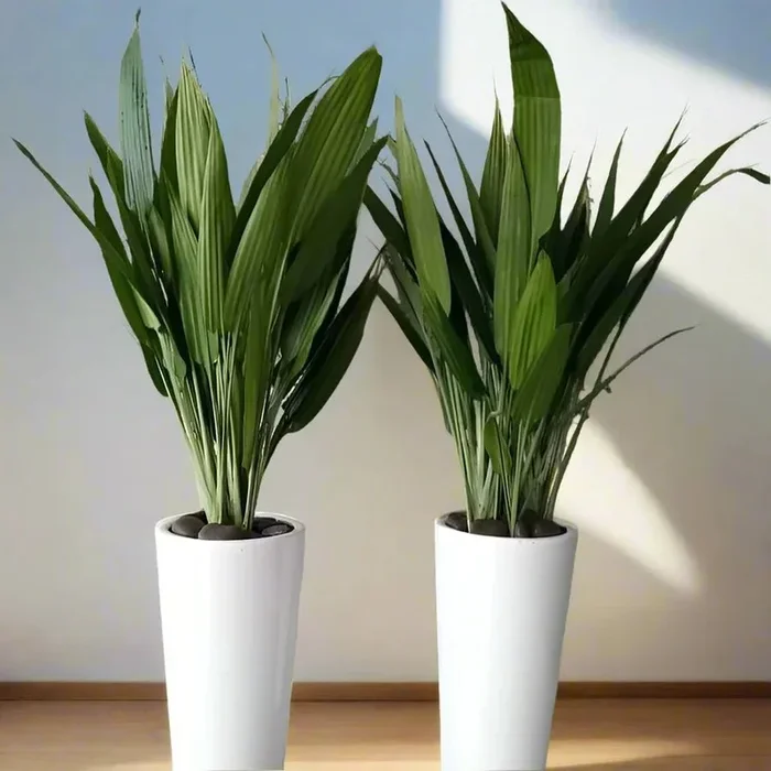 ASPIRADAS Bundle 1m to 1.2m Set of 2 Plants in Ceramic pots