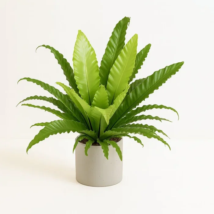 Asplenium Antiquum Osaka – 60cm