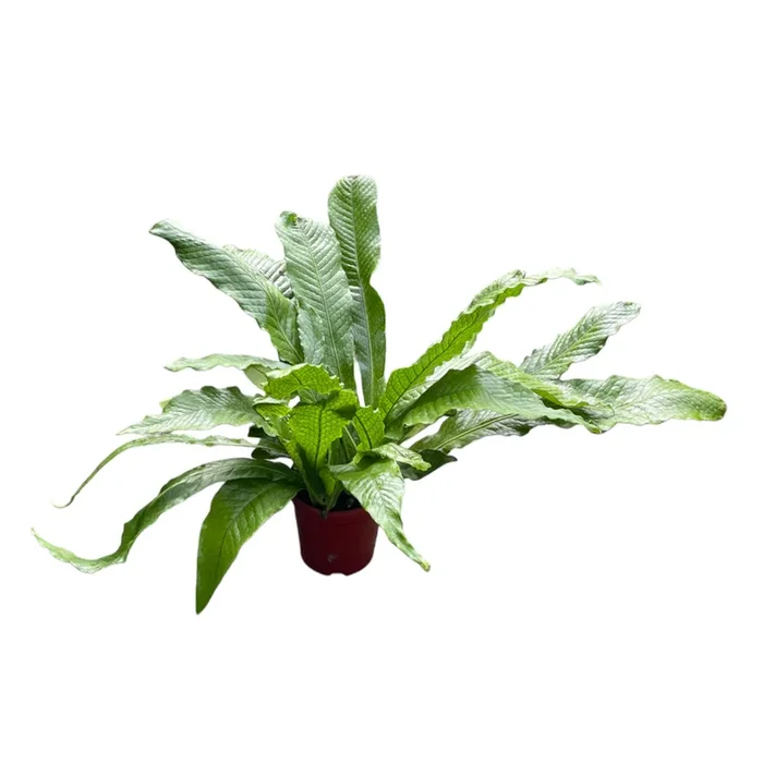 Asplenium Crocodyllus, Crocodile Fern (0.40m)