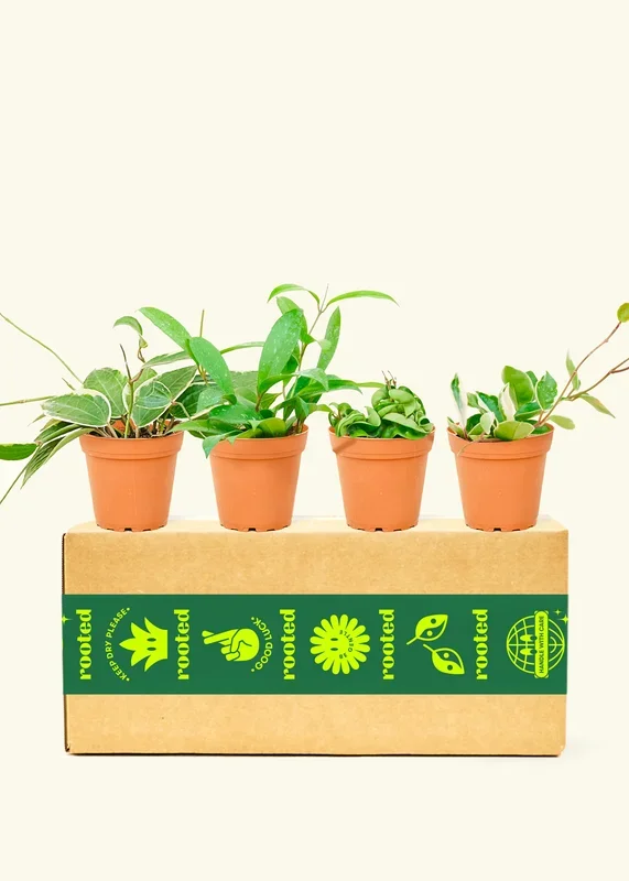 Assorted Hoya Box, Small
