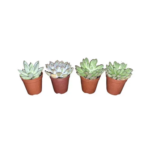 Assorted Succulent (0.06m-0.1m)