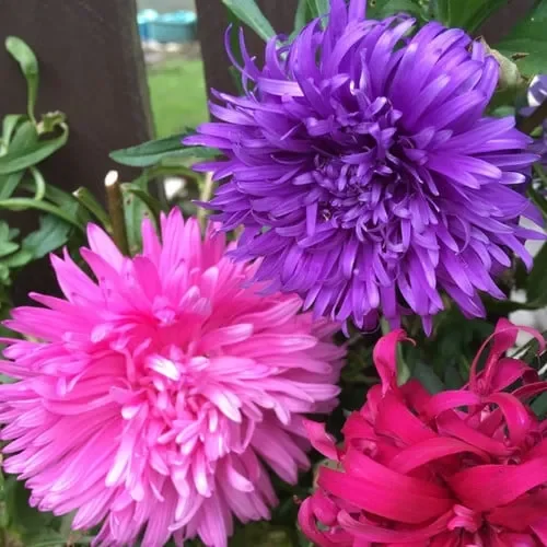 Aster ‚Ostrich Plume Mix‘