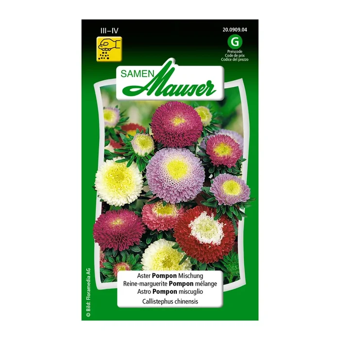 Aster ‚Pompon‘