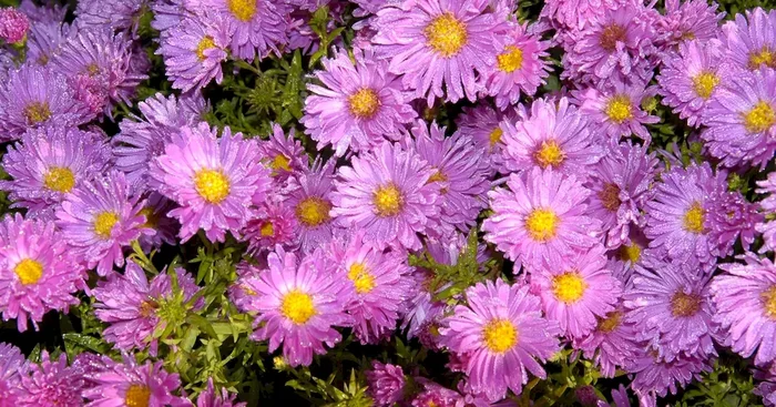 Aster alpinus ‚Happy End‘