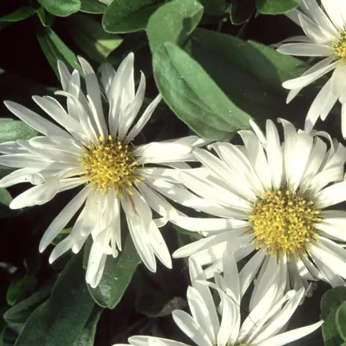 Aster Alpinus Alba