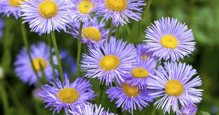 Aster dumosus${2}