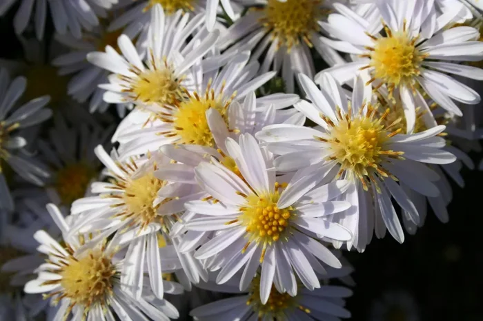 Aster dumosus ‚Apollo‘ (Kissen-Aster)