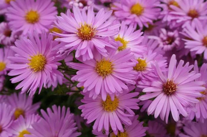 Aster dumosus ‚Herbstgruß vom Bresserhof‘ (Kissen-Aster)