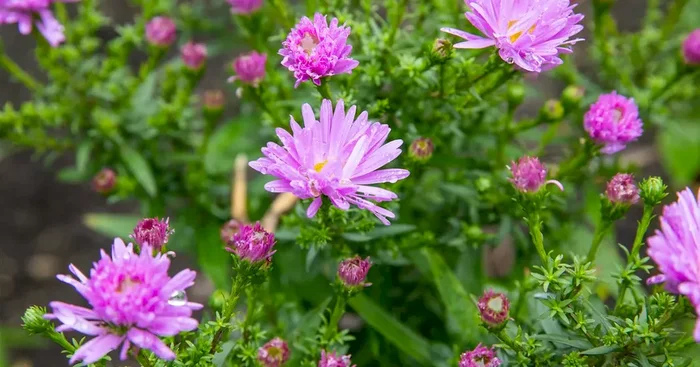Aster dumosus ‚Prof. Anton Kippenberg‘