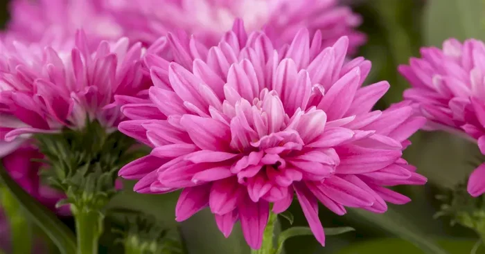Aster dumosus ‚Rose Crystal‘