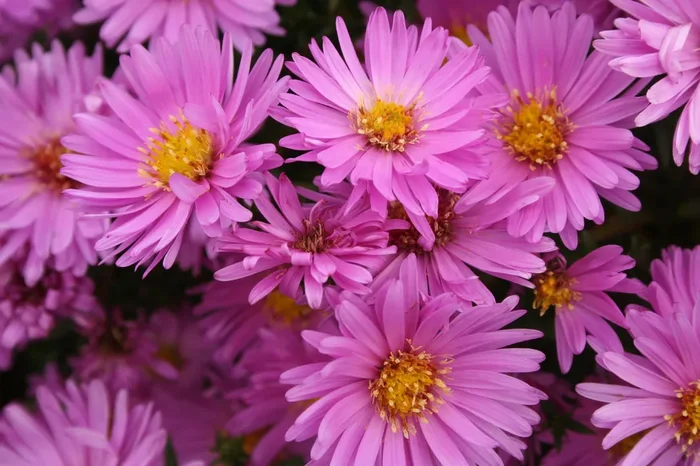 Aster dumosus ‚Rosenwichtel‘ (Kissen-Aster)